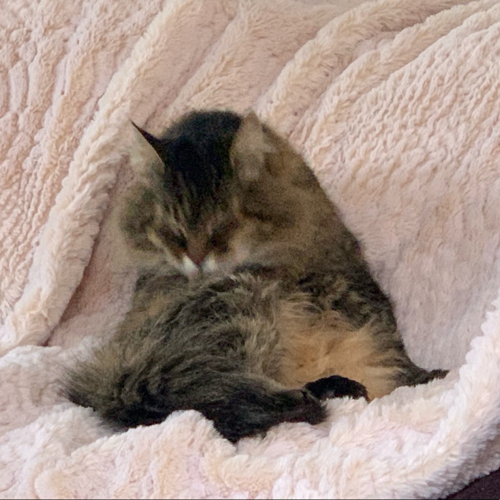 Meet your Posher, Angela